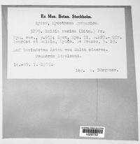 Exidia recisa image
